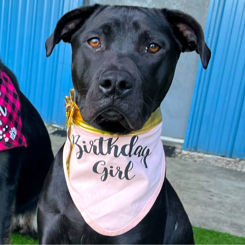 Birthday Girl Dog Bandanna
